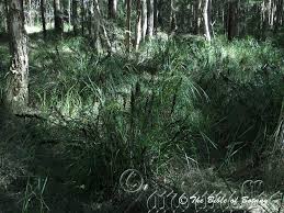 Image result for Commelina aspera