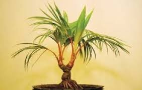 Teknik asal jepang ini pada dasarnya menggunakan pot kecil yang dangkal. Cara Jitu Membuat Bonsai Kelapa Bercabang Bennisobekti Com