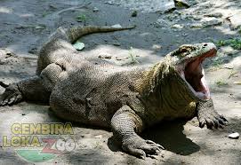 Biawak ini ada di sebelah barat pegunungan great dividing range di australia. Gembira Loka Zoo
