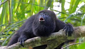Wildlife in Costa Rica's Rainforests ...