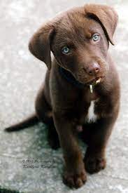 Puppyfind® provides a convenient and efficient means of selecting and purchasing the perfect chocolate lab puppy (or chocolate lab puppies) from the comfort of your home, 24 hours a day, 7 days a week. 96 Labrador Retriever Chocolate Ideas Labrador Labrador Retriever Puppies