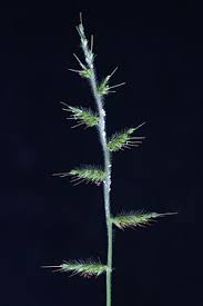 Image result for Oplismenus hirtellus