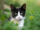 Cat Breeds | Purina