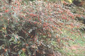 Image result for Cotoneaster franchetii