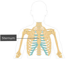 The cartilage strips are called costal cartilage (costal is the anatomical adjective that refers to the rib) and connect on their other end to the sternum. Sternum Bone Anatomy