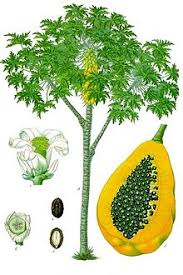 Image result for papaya tree flowers