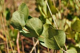 Image result for Fadogia ancylantha