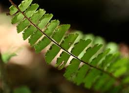 Image result for Adiantum
