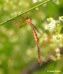 Image result for Tragia glabrata