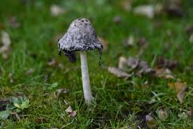 Um die früchte und gemüse vor mehltau zu schützen, sprühen sie sie mit einer mischung aus einem esslöffel backpulver, 2,5 esslöffeln gartenbauöl und einer. Pilz Im Garten Foto Bild Pflanzen Pilze Flechten Pilze Flechten Natur Bilder Auf Fotocommunity