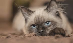 Constipation is the infrequent or difficult passage of feces. Chapter 46 Part 2 Nutritional Factors For Feline Lower Urinary Tract Diseases Clinician S Brief