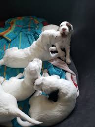 Setters unlimited participants offer english setter puppies for sale. English Setter Puppies For Sale Garden City Mi 300093