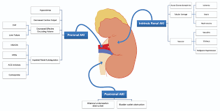 Pathophysiology of chronic renal disease (crd) despite the reason for main nephron loss, some are less damaged and also some survive. Acute Kidney Injury Pathophysiology Wikidoc