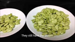Bring a large pot of water to the boil. Garden Fresh Lima Beans Eating Raw10 1 14 Update Info Youtube