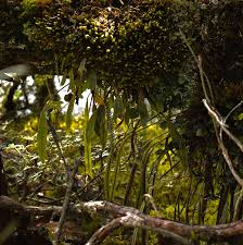 Image result for Abrodictyum rigidum