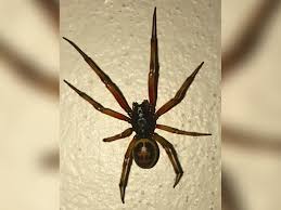 False black widow spiders are usually found in walls, fences and the bark of trees. Venomous False Widow Spider Spotted As Creatures Head Indoors To Mate Cornwall Live