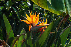 Image result for Strelitziaceae