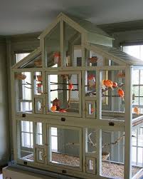Bird Aviary For Sale Durban Indoor Aviary With Orange Canaries Diy Bird Cage Pet Bird Cage Bird Cage
