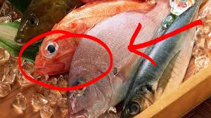 Tentu saja, setelah mengenali beberapa jenis atau bagian ikan yang memberikan dampak atau efek berbahaya saat dimakan. Ternyata 6 Ikan Ini Gak Boleh Dimakan Serem Youtube