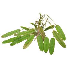 Image result for Aponogeton rehmannii