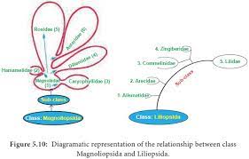 Phylogenetic System Of Classification Taxonomy