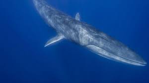 Non, la baleine n'est pas un poisson mais un mammifère marin. Le Rorqual Commun Une Espece En Danger Wwf France