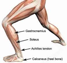 They both form the achilles tendon and attach on the posterior. A Look At Your Soleus Muscle Mending Coaching Inspiring Athletes