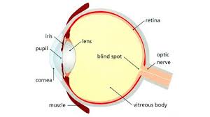 Anatomy Of The Eye Moorfields Eye Hospital