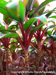I love figuring out which plants will go together. Cordyline Fruticosa Baby Ti