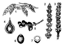 Image result for Gnetum