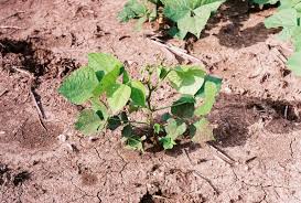 Image result for Lablab