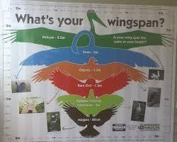 Image Result For Owl Wingspan Chart Wing Spans Owl Chart