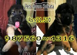Life time german shepherd breeder support. Show German Shepherd Ads July Clasf