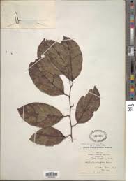 Image result for Diospyros truncatifolia