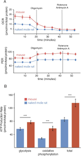 Anatomical atlas is an important resource for education and scientific research, which not only provides. Interspecies Differences In Proteome Turnover Kinetics Are Correlated With Lifespans And Energetic Demands Biorxiv