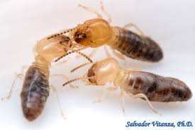 Image result for Cadaba termitaria