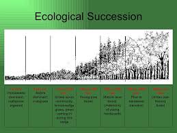 Ecological Succession 1st Year Horseweed Dominant Crabgrass