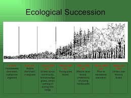 ecological succession 1st year horseweed dominant crabgrass