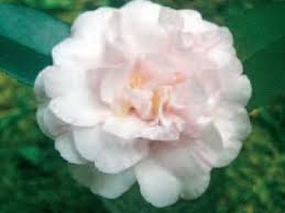 Mary Corley Camellia Flower Garden