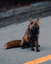 Tio Coyote On Twitter Cute Animals Fox Breeds Animals Beautiful