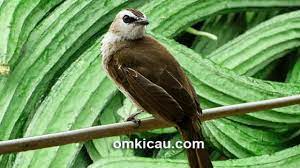Karakteristik dan ciri burung trucukan. Download Gambar Burung Trucukan Jual Produk Tali Burung Kutilang Termurah Dan Terlengkap April 2021 Bukalapak You Can Choose The Suara Burung Trucukan Pikat Offline Apk Version That Suits Your Phone