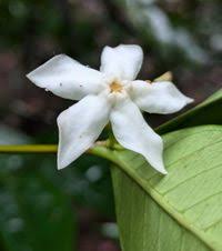 Image result for Malouetia