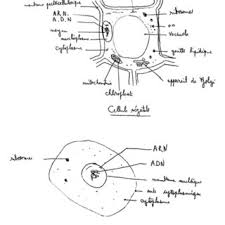 Check spelling or type a new query. Typical Student Drawing Of An Animal And A Plant Cell From Clement Download Scientific Diagram