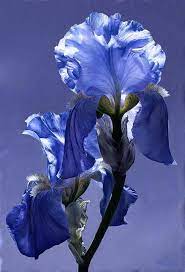 Pin On Art Should Comfort The Disturbed And Disturb The Comfortable
