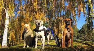 Image result for invalid dog wheelset