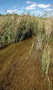 Image result for Ascolepis capensis