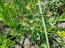 Image result for Rorippa nudiuscula