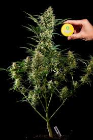 Check spelling or type a new query. Frequent Doubts About Growing Autoflowering Cannabis Philosopher Seeds