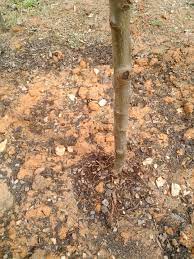 Nearly all domestic fruit trees today are grafted trees. Graft Union On Apple Tree General Fruit Growing Growing Fruit
