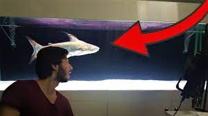 evde 1 metrelik dev kopekbaligi beslemek 10 000 youtube